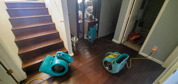 Best Local water damage restoration  in Sneedville, TN